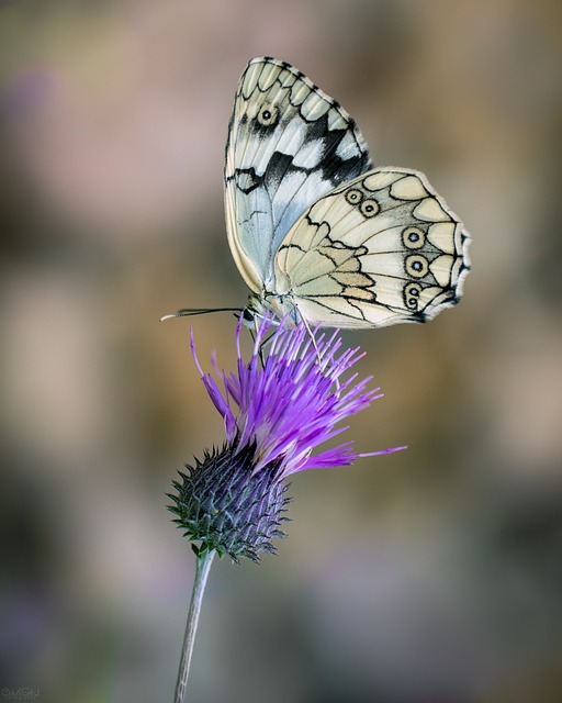 Free Butterfly Nature photo and picture