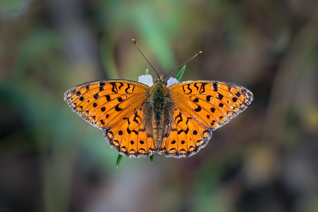 Free Butterfly Nature photo and picture