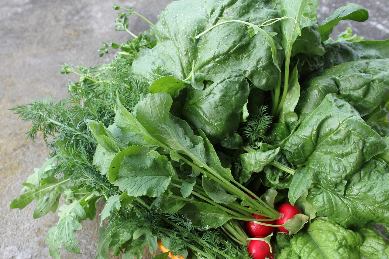 Lettuce Cabbage Young Free photo on Pixabay Pixabay