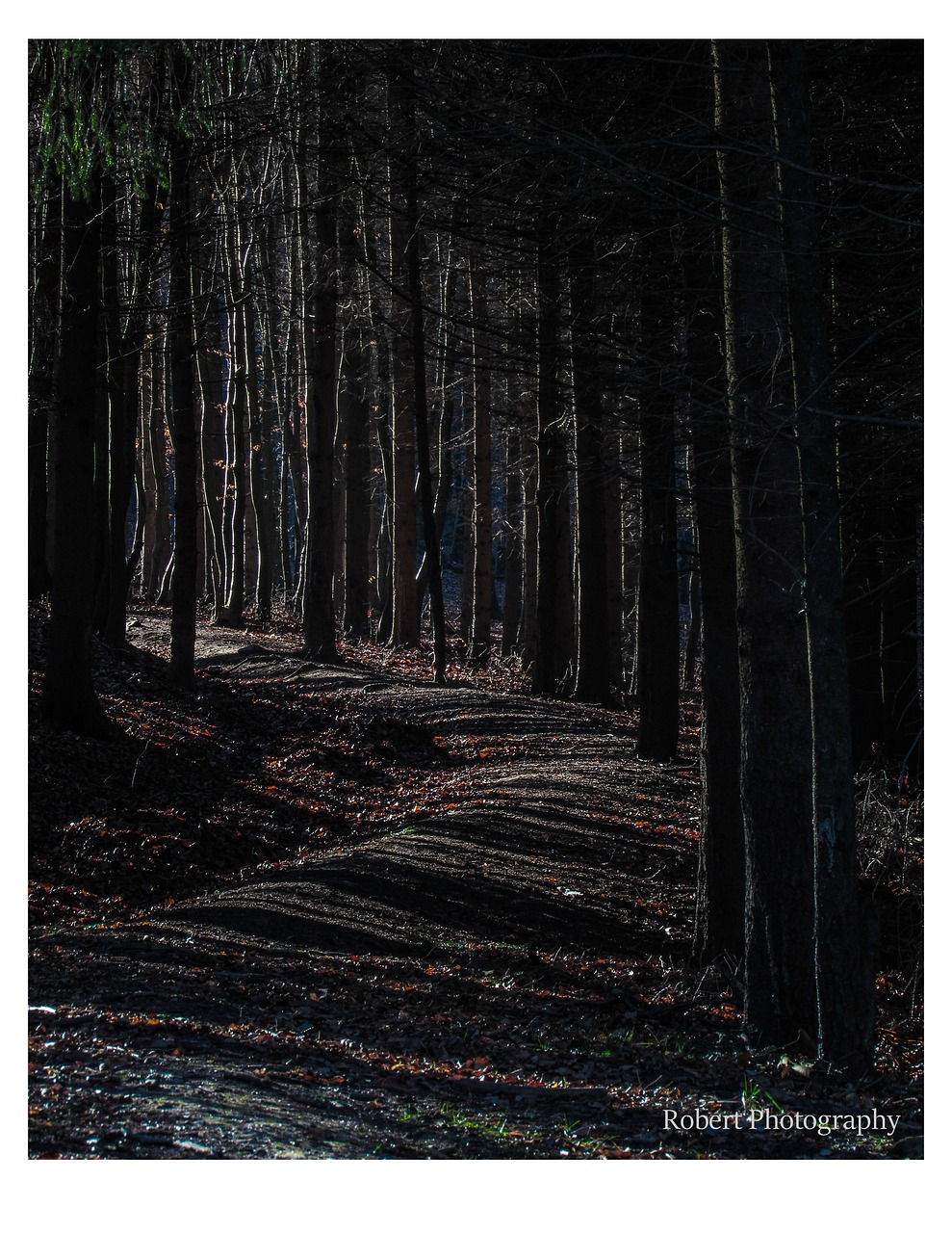 Forest Dark - Free photo on Pixabay - Pixabay