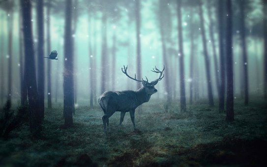 Photoshop, La Manipulación De La, Bosque