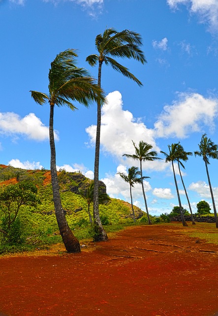 Free Hawaii Palm Trees photo and picture