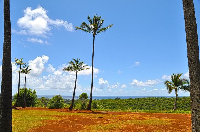 Free Hawaii Palm Trees photo and picture