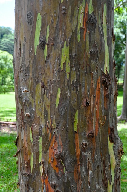Free Hawaii Palm Trees photo and picture