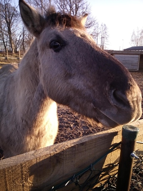 Free Horse Pony photo and picture