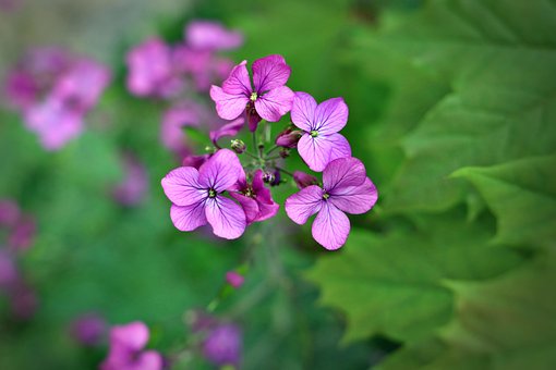 Julienne Des Dames, Hesperis, Flerårig