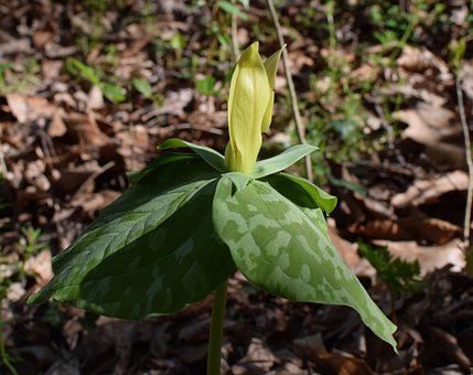 Free Trillium Yellow photo and picture