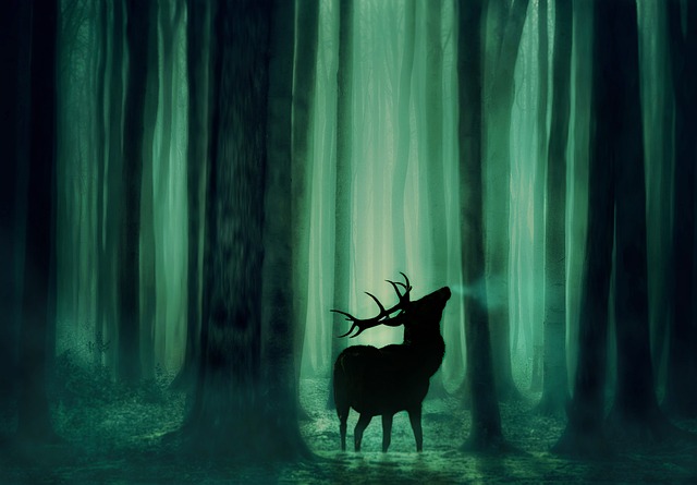 Free Forest Nature photo and picture
