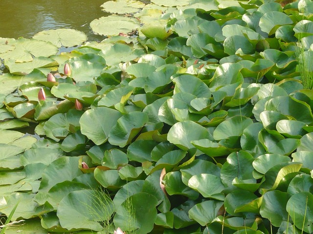 Free Lake Plants photo and picture