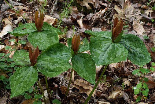 Free Trillium Flower Wallpaper photo and picture