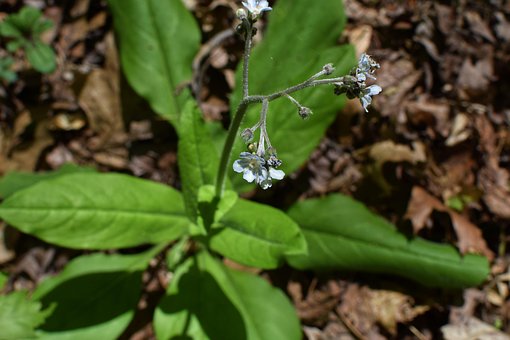 Free Flower Wild Comfrey photo and picture