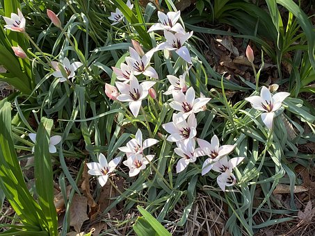 Free Tulips White photo and picture