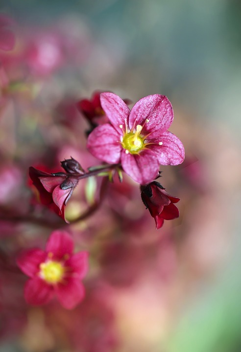 Flower Flowers Spring - Free photo on Pixabay - Pixabay