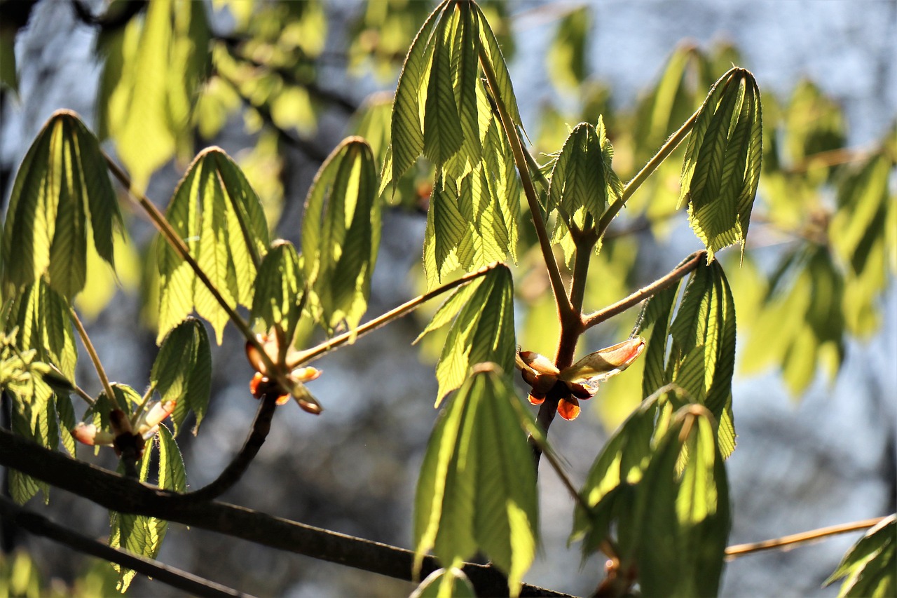 Musim Semi April Chestnut Kuda - Foto gratis di Pixabay - Pixabay
