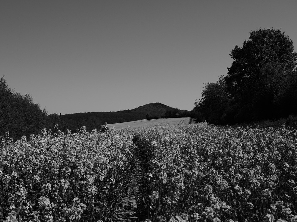 Canola Field Free photo on Pixabay
