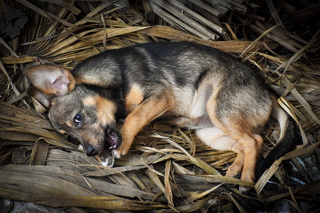 Free Puppy Dog photo and picture