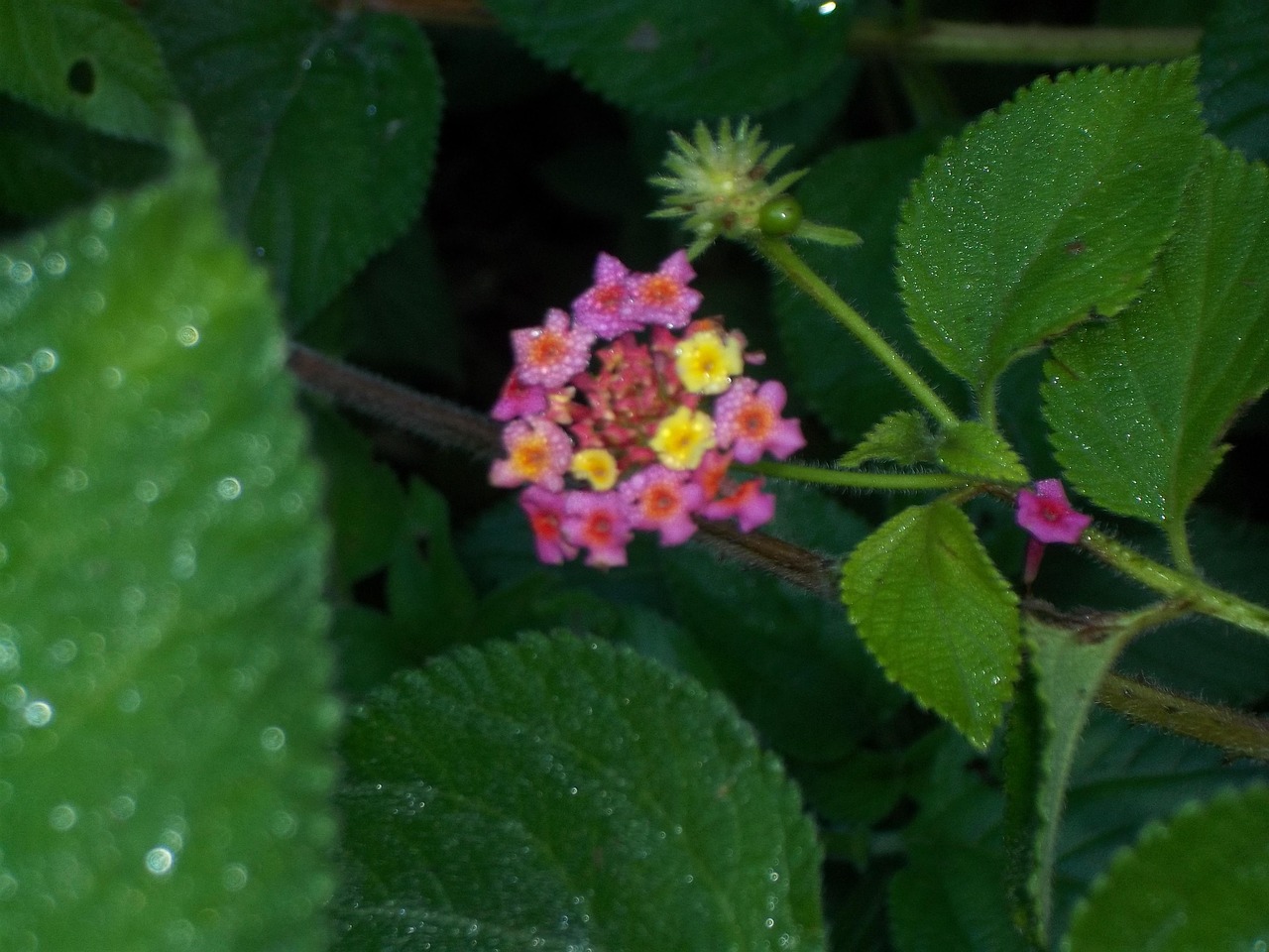 Lantana Camara Bloempot – 14 Cm, Made In Italy, Robuust & Sterk – Anti-muggenplant, Bloeit Zomer Tot Herfst