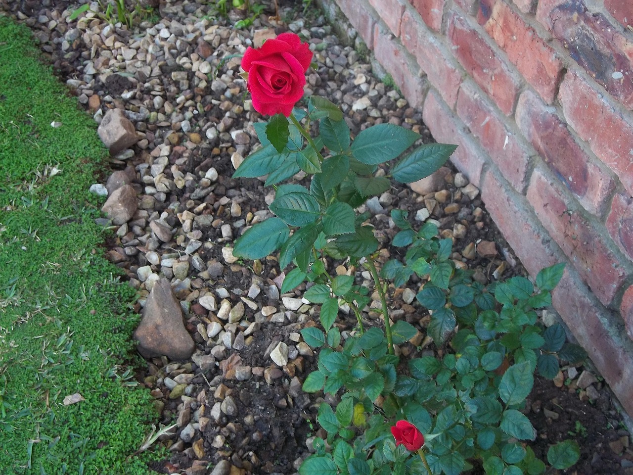 Rose Blume - Kostenloses Foto auf Pixabay - Pixabay