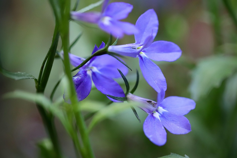 Lobelia, Lobelia Niebieska, Chociaż