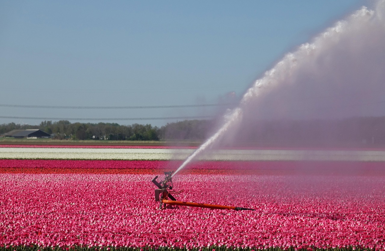 Tulips Pink Tulip Field - Free photo on Pixabay - Pixabay