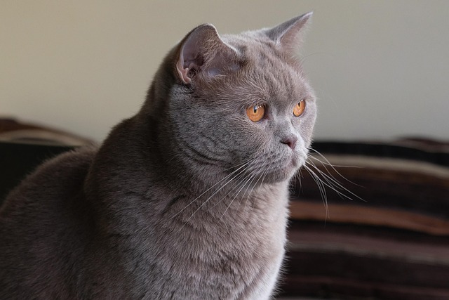 Free Cat Little Cat photo and picture
