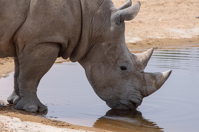 abstract, africa, african, big, black, body, ceratotherium, closeup, dangerous, endangered, feet, foot, large, lipped, nature, rhino, rhinoceros, rhinocerotidae, safari, simum, skin, square-lipped, white, wildlife, zoo, brown abstract, brown body, brown lips, rhino, rhinoceros, rhinoceros, rhinocerotidae, rhinocerotidae, rhinocerotidae, rhinocerotidae, rhinocerotidae