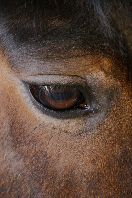 Free Horse Eye photo and picture