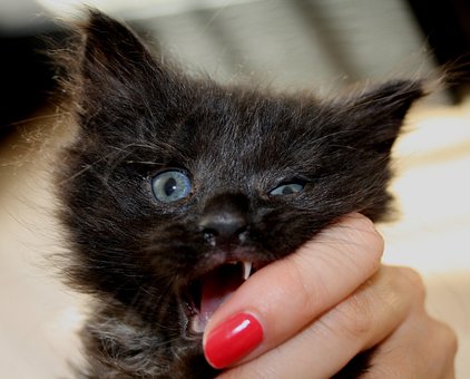Free Kitten Charming photo and picture