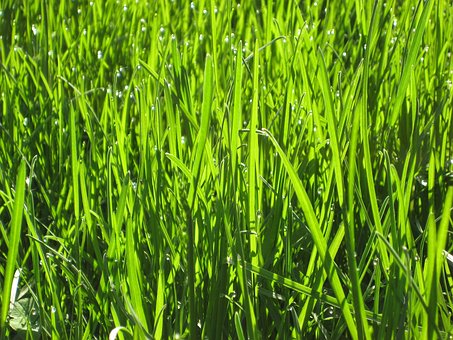 Free Grass Dew photo and picture