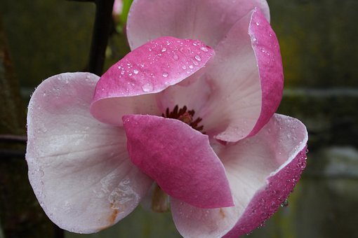 Free Magnolia Flower photo and picture