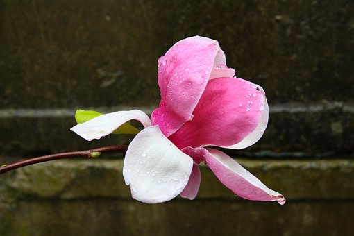 Free Magnolia Flower photo and picture