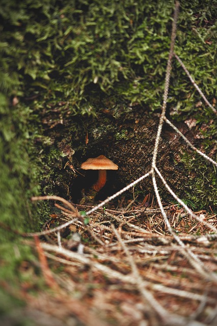 Wald, Pilz, Moos, Lichtschacht, Draussen