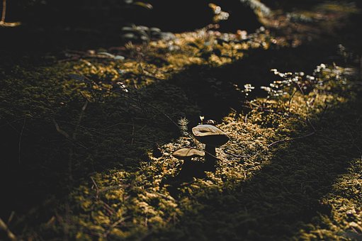Wald, Pilz, Schatten, Waldboden