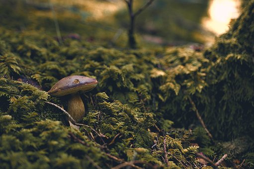 Wald, Pilz, Natur, Moos, Lichtschacht