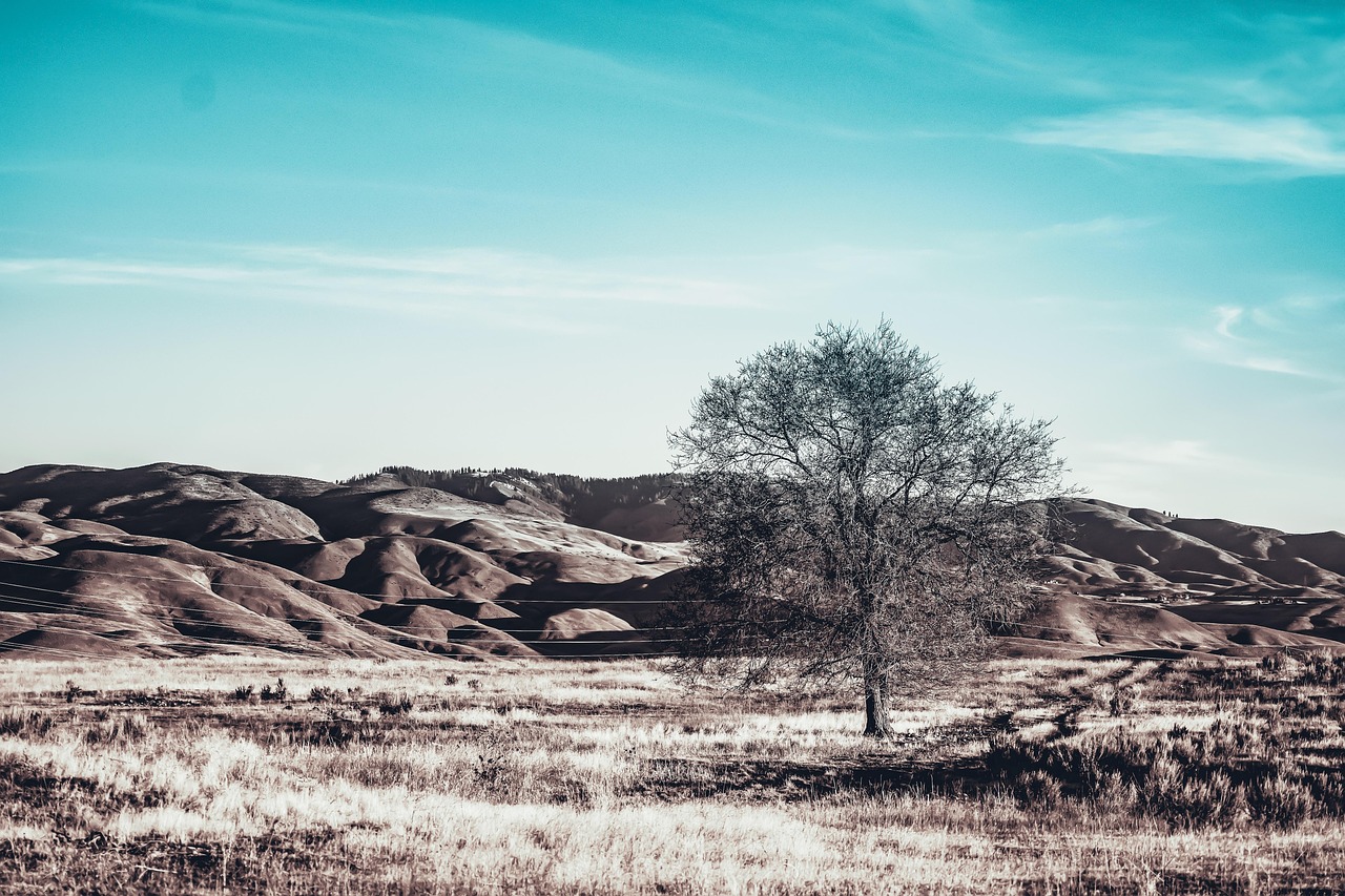 Baum natur main image 0