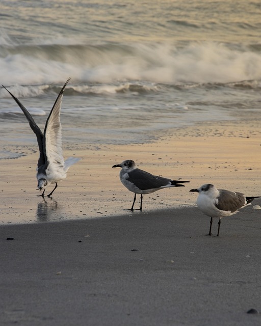 Free Gulls Birds photo and picture