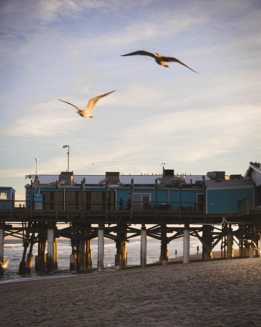Free Gulls Flying photo and picture