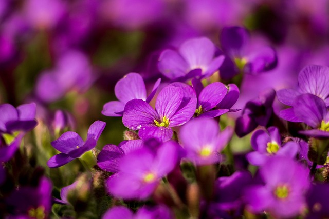 Obrieta, ดอกไม้, วอลล์เปเปอร์ 4K, สีม่วง
