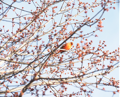 Free Cardinal Bird illustration and picture