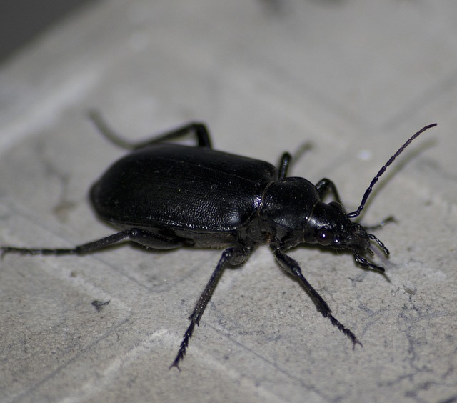 Free Black Beetle photo and picture