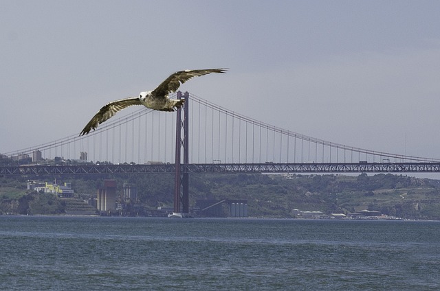Free Liberdade Lisboa photo and picture
