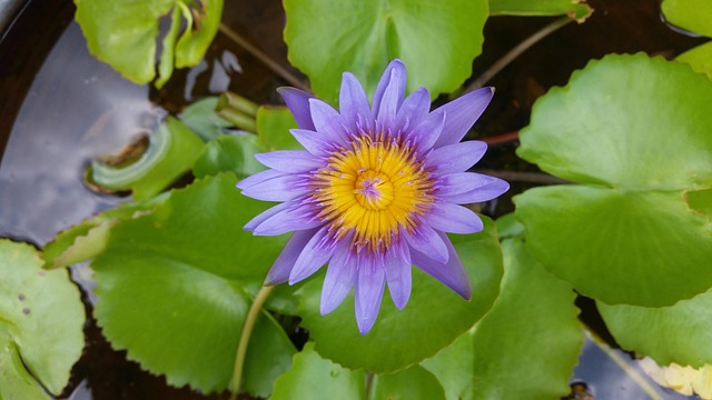 Lotus, ดอกบัว, สีม่วง, สีเขียว