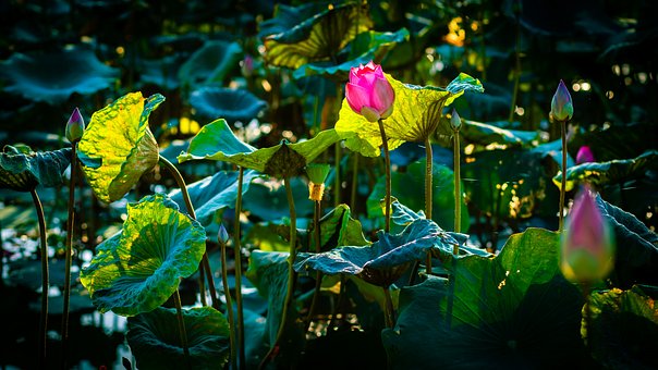 Free Lotus Sen photo and picture