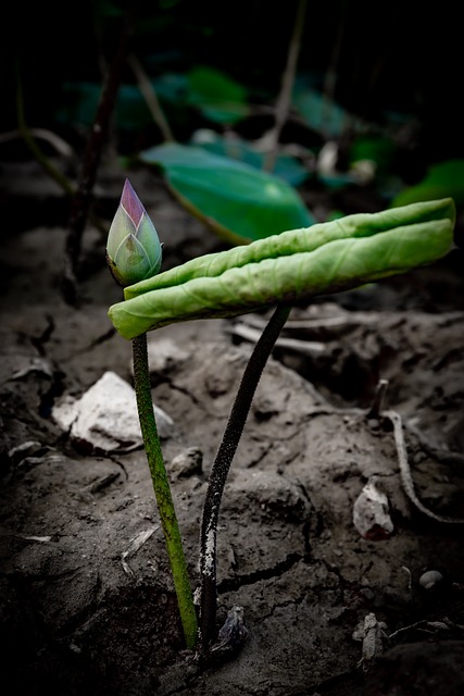 Free Flower Lotus photo and picture