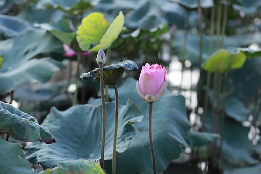 Free Lotus Sen photo and picture