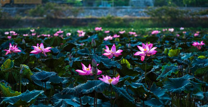 Free Lotus Sen photo and picture