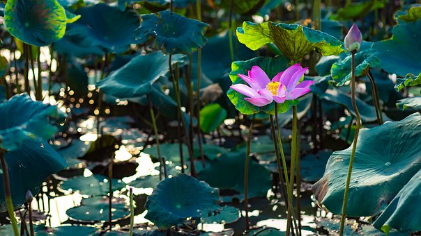 Free Lotus Sen photo and picture