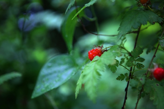 Schlange Erdbeere, Wald, Natur, Affix