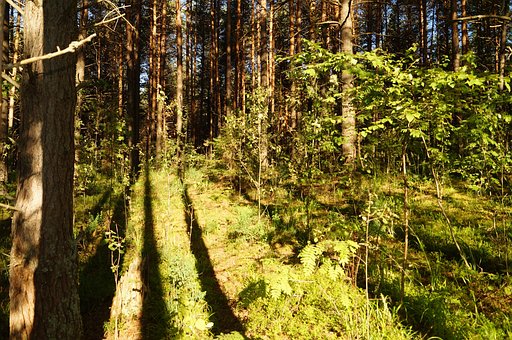 Forest, Bomen, Stilte, Schaduw, Zon
