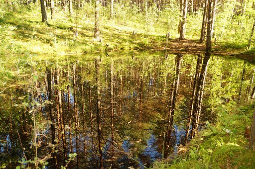 Forest, Bomen, Stilte, Schaduw, Zon